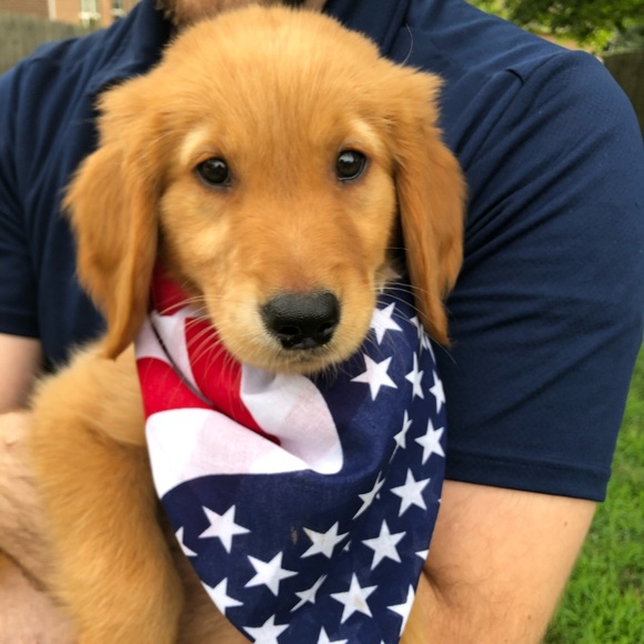 Meet your Posher, Lauren - Picture 4 of 4